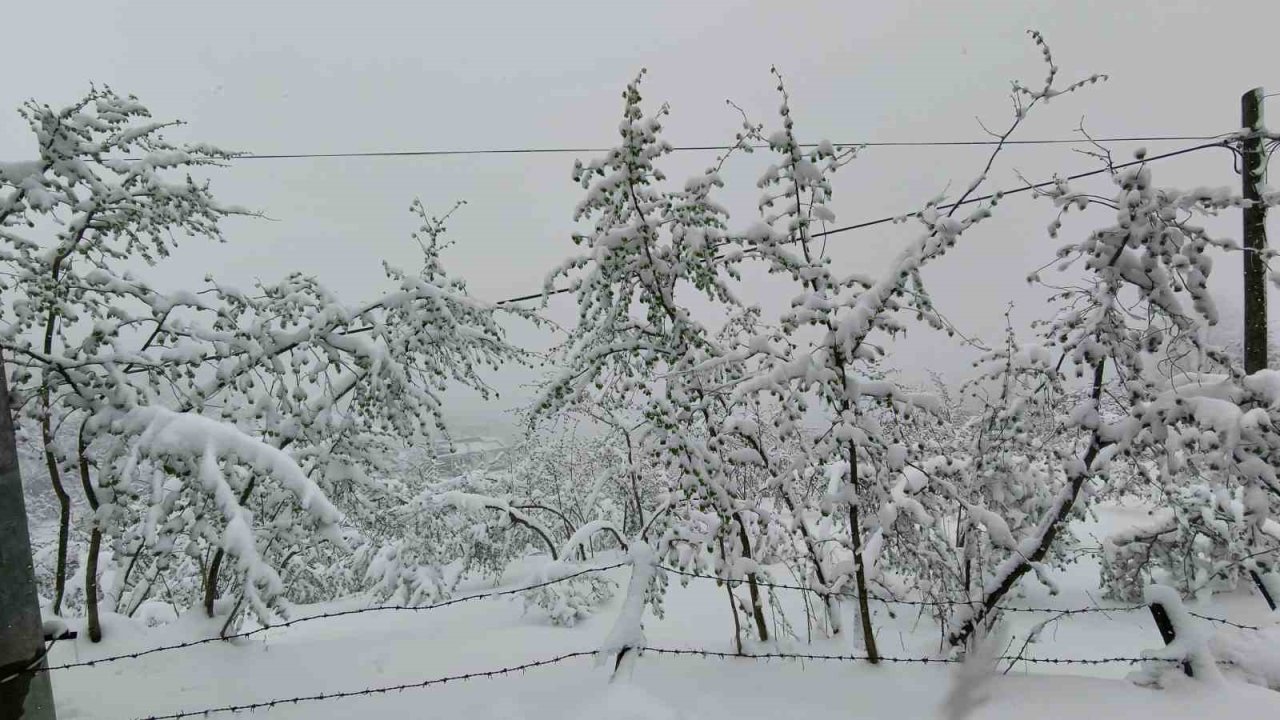 Ordu’da fındığı don vurdu: Rekolte yüzde 50’nin altına düşebilir
