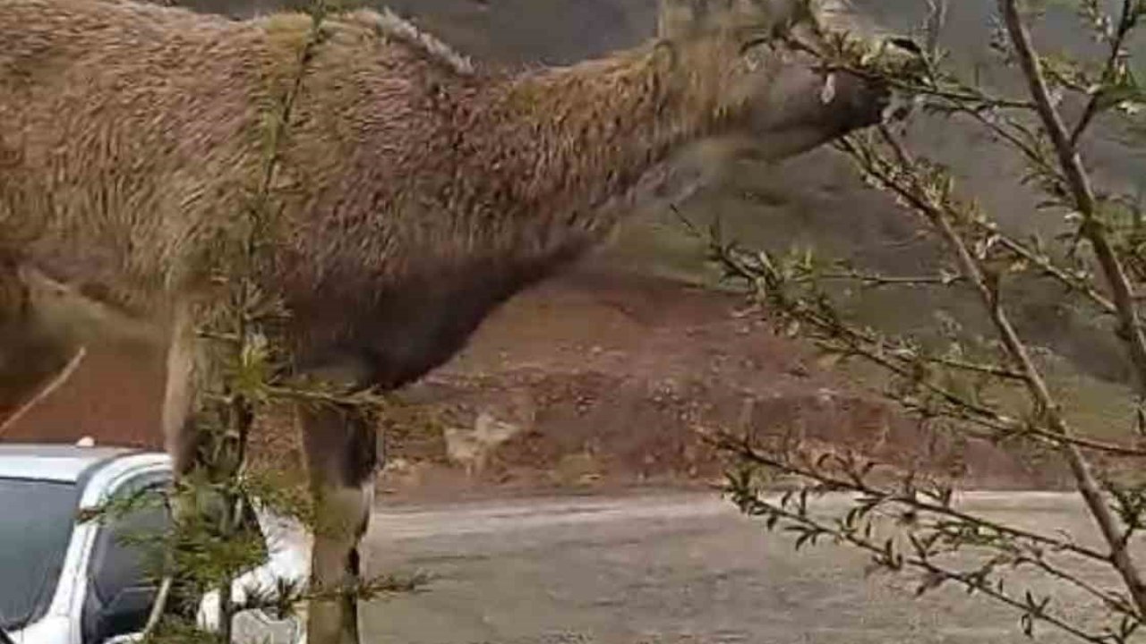 Elazığ’da dağ keçisi evin duvarına tırmandı