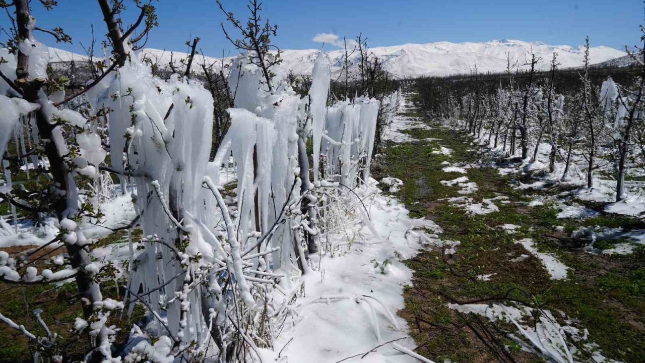 Niğde’de meyve bahçeleri zirai dondan etkilendi