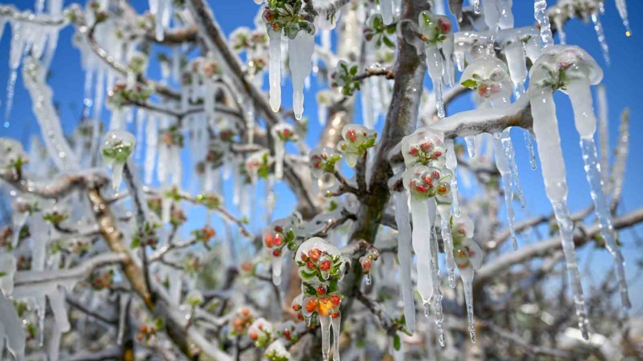 30 yılın en büyük zirai don felaketi Develi’yi de vurdu