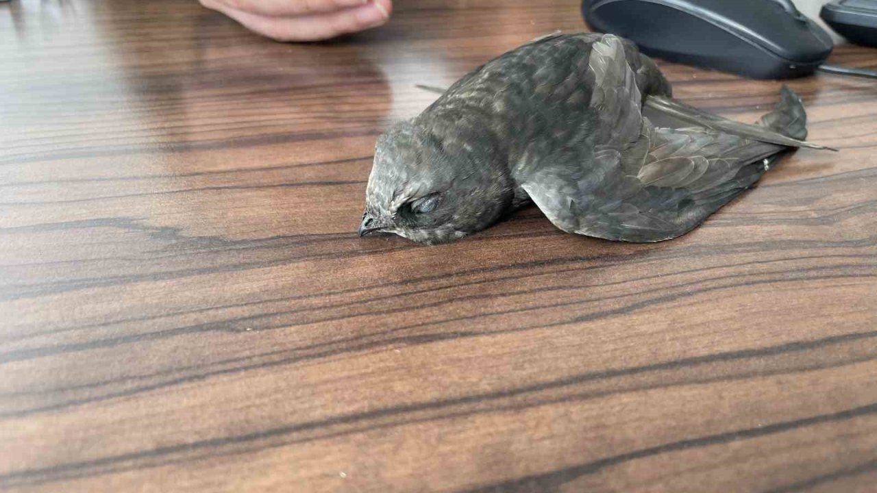 Malazgirt’te bitkin halde bulunan ebabil kuşları koruma altına alındı