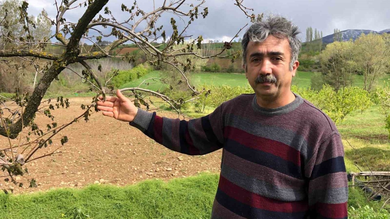 65 dekarlık bahçesindeki ağaçları zarar gören Amasyalı çiftçi: "Ürünlerimiz dondu, hayallerimiz kayboldu"