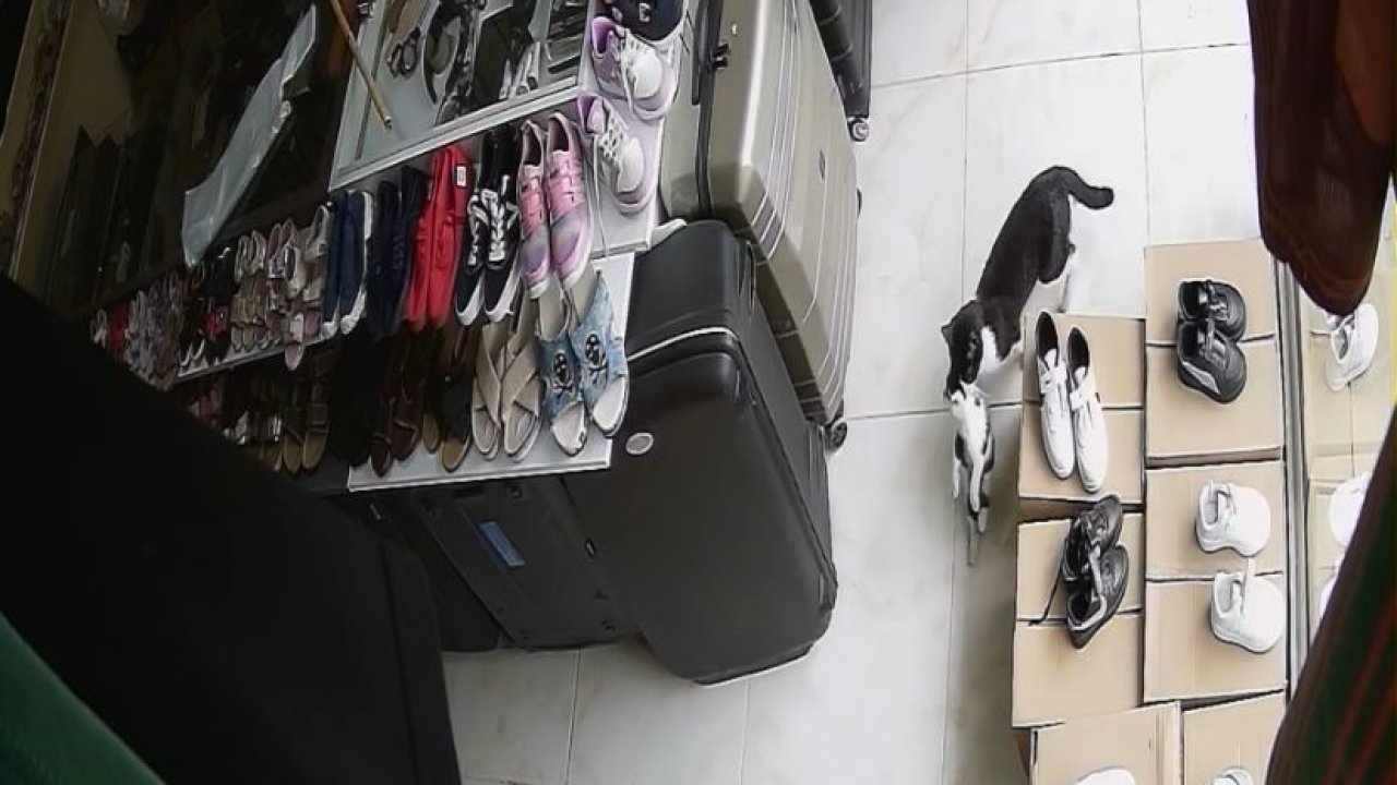 Annelerinin ağzında geldikleri dükkan yuvaları oldu