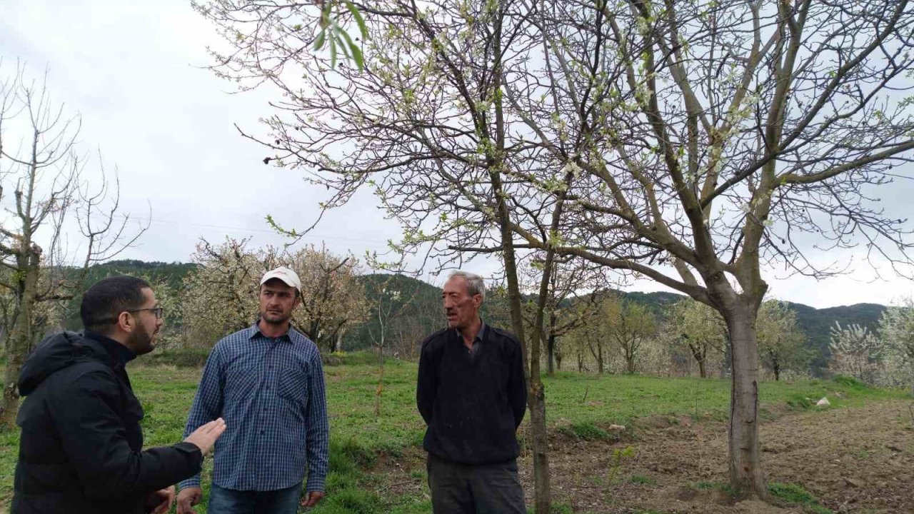 Gölpazarı’nda fenolojik gözlemler ve don riskine karşı önlemler