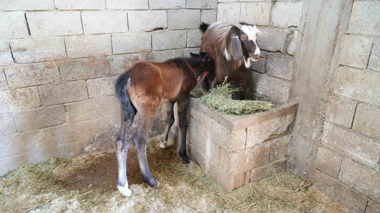 Annesi ölen tay, yavrusunu kaybeden keçiden süt emerek hayatta kaldı