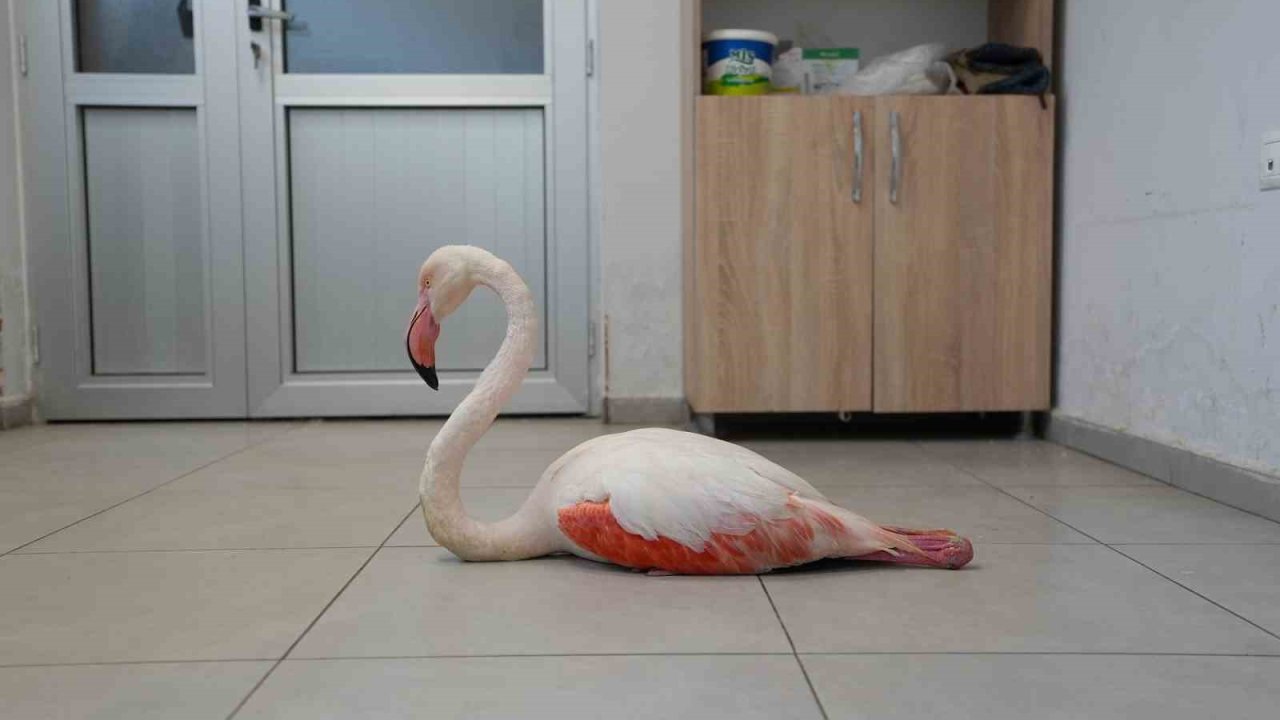Yaralı flamingo tedavi edilerek doğal yaşama geri bırakıldı