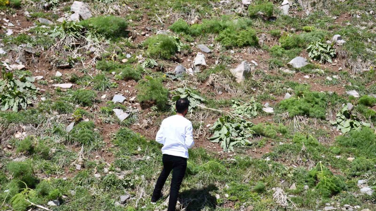 Kar, yeşeren bitkileri vurdu