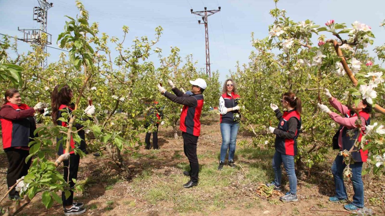 Çanakkale’de Elma İç Kurduna Karşı Biyoteknik Mücadele Yaygınlaşıyor