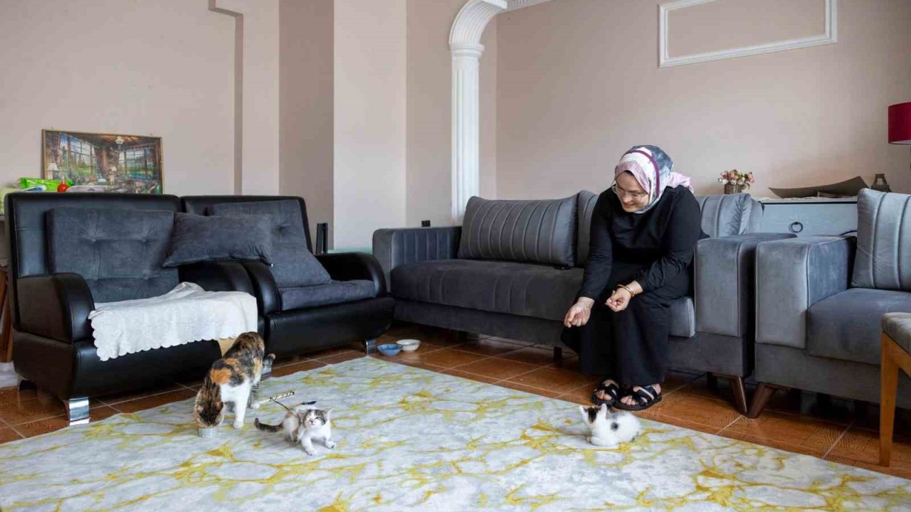 Cami avlusuna sığınan anne kedinin yavruları sahiplendirilecek