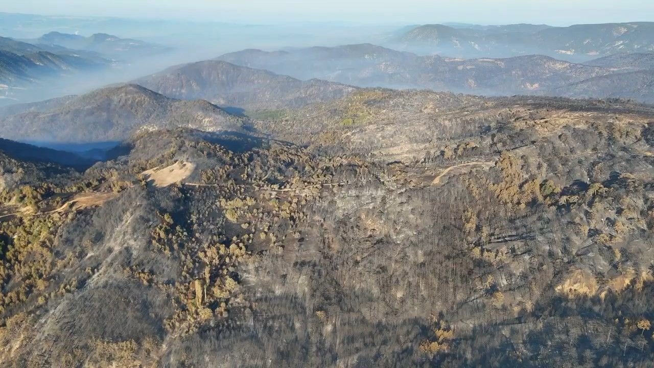 Bolu’da ormanlar küllerinden doğacak: 5 milyondan fazla fidan toprakla buluşacak