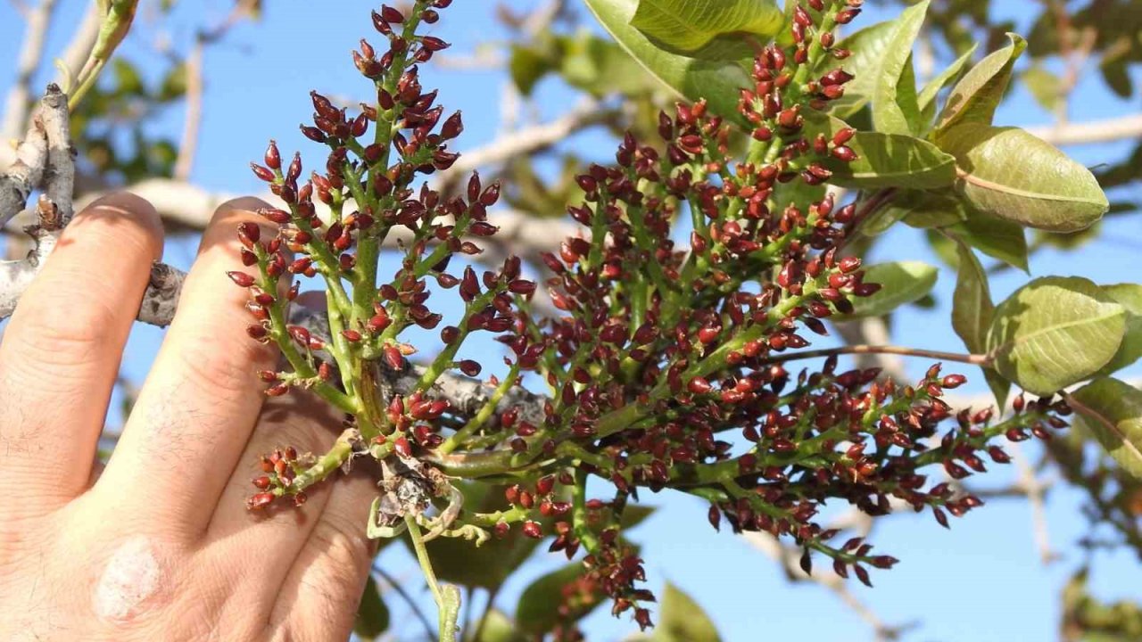 Antep fıstığında zirai don tehlikesinin geçmesi rahat nefes aldırdı