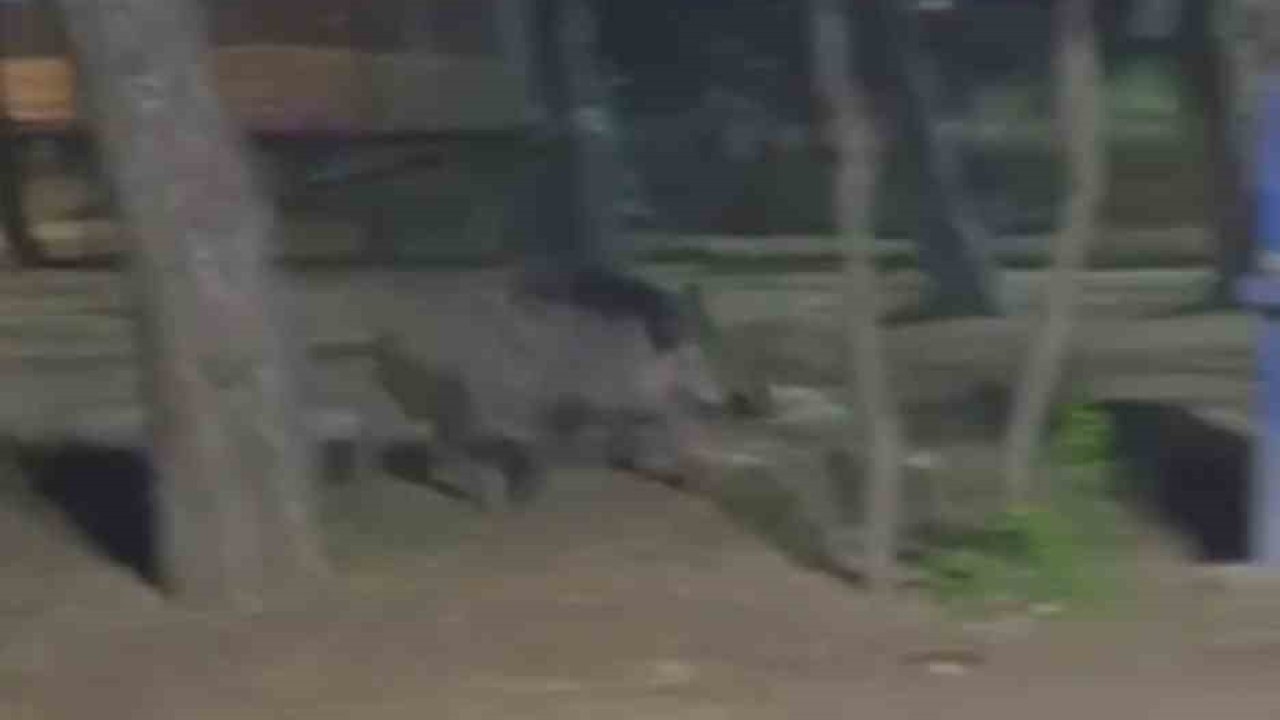 Acıkan yaban domuzu mesire alanına indi