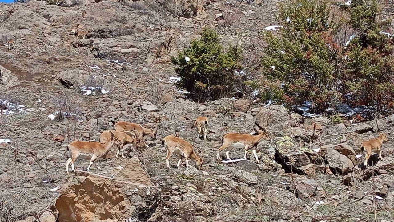 Dağların süsü dağ keçileri sürü halinde Bayburt’ta görüldü