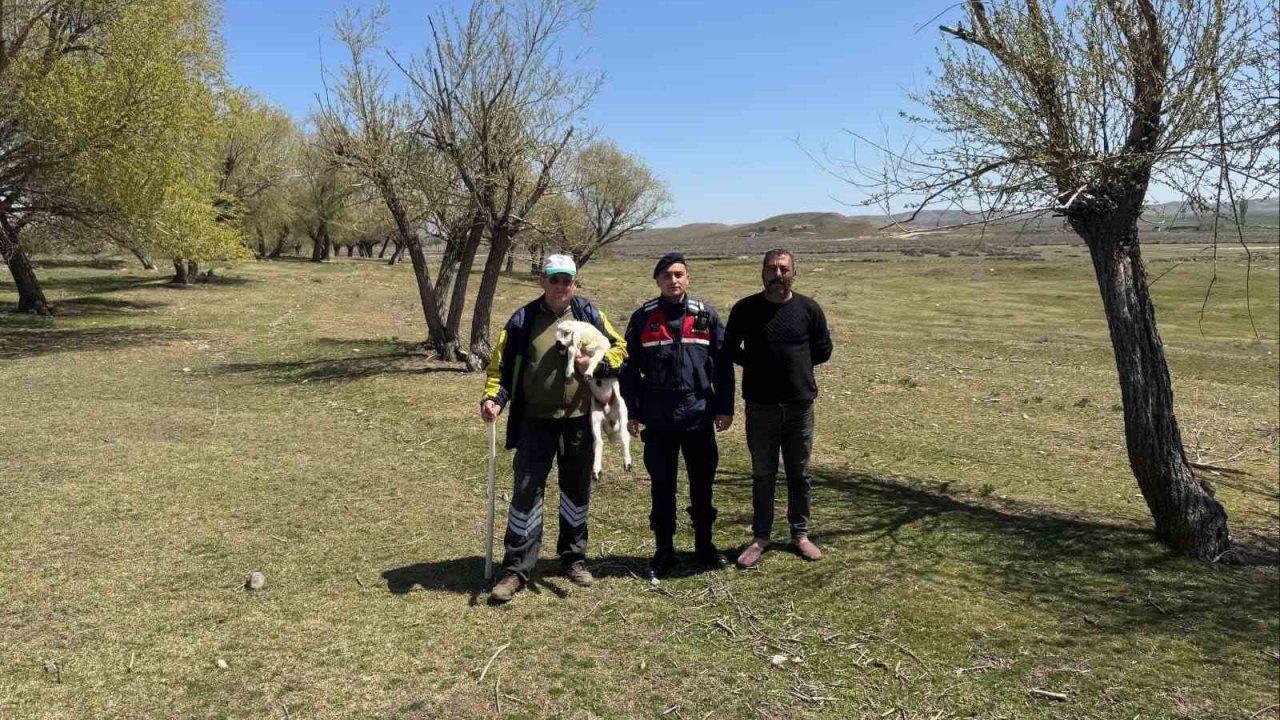 Kayıp küçükbaş hayvanı jandarma buldu