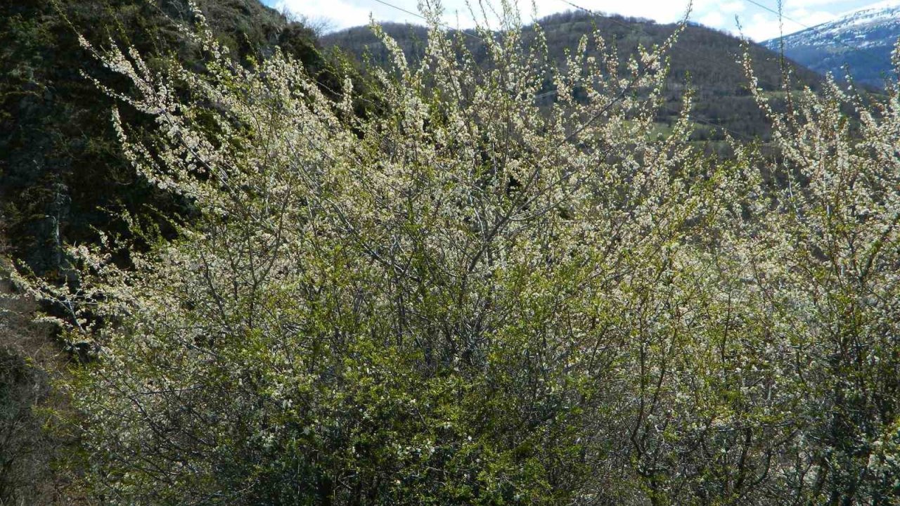 Posof’ta bahar sevinci