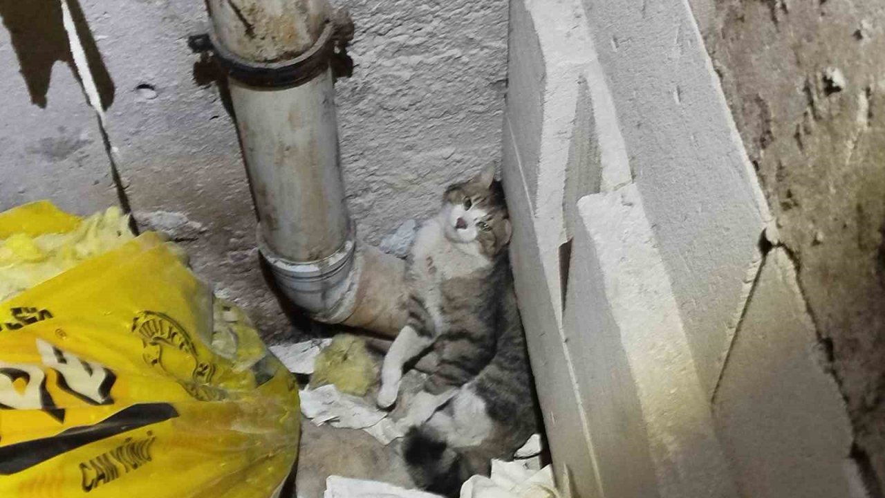 Havalandırma boşluğunda sıkışan kedi kurtarıldı