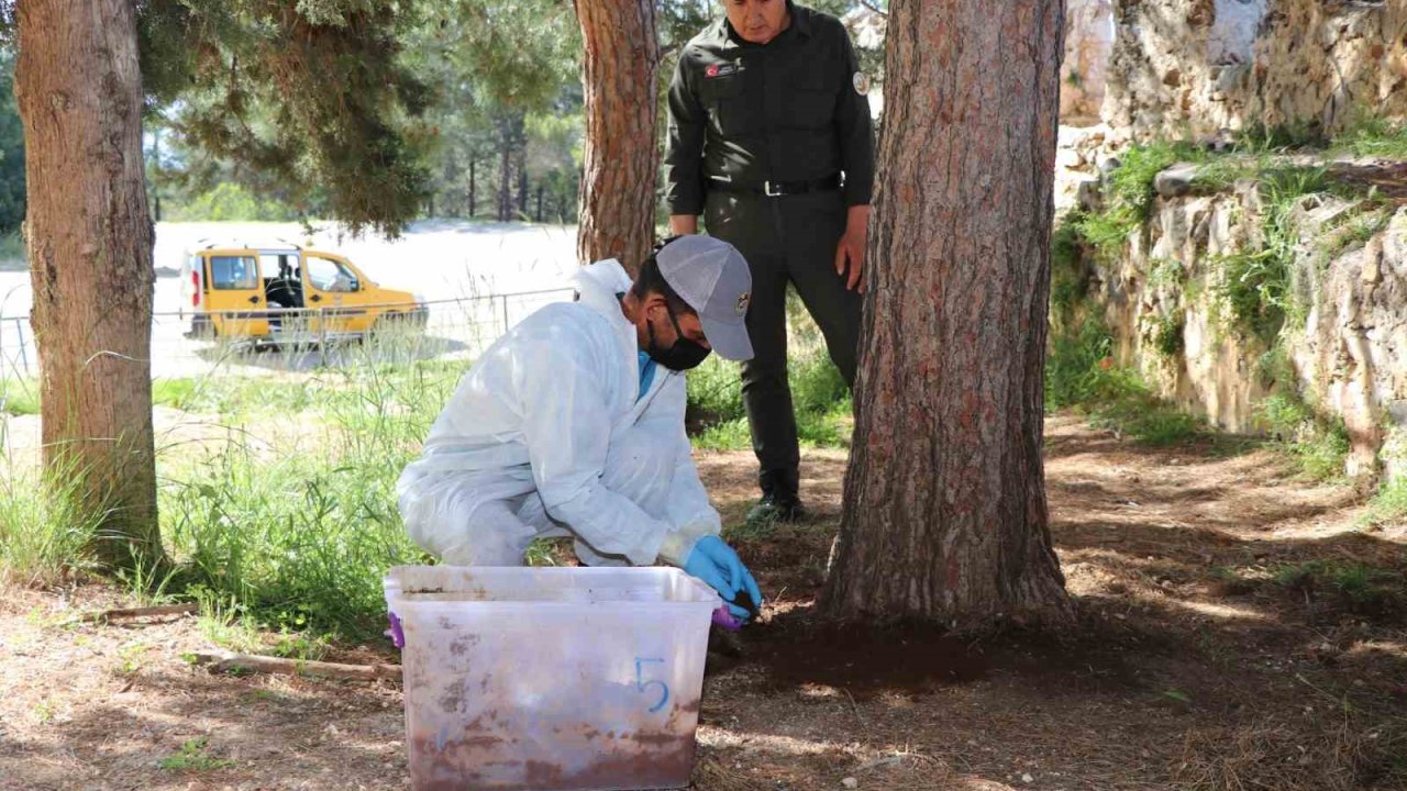 Alanya Belediyesi’nden biyolojik mücadele