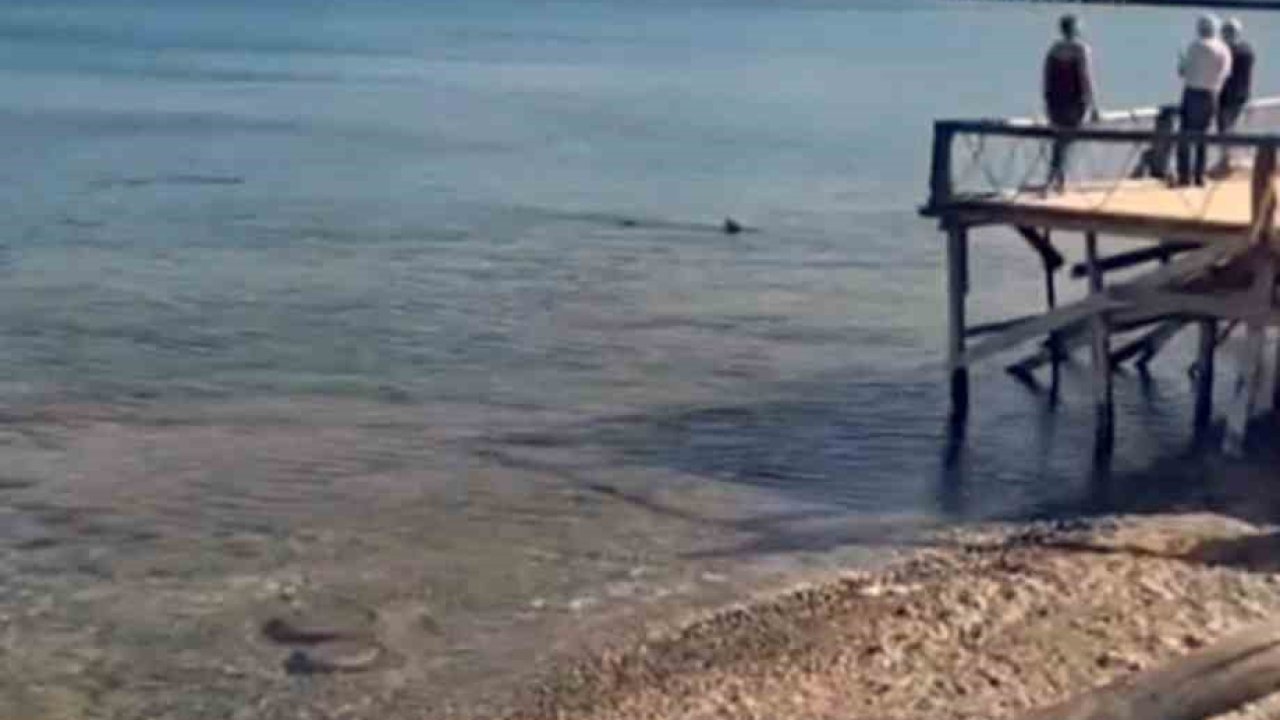 Datça’da kıyıya yakın bölgede iki köpek balığı görüldü