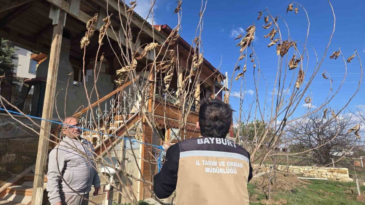 Bayburt’ta meyve ağaçlarında hastalık kontrolleri yapıldı