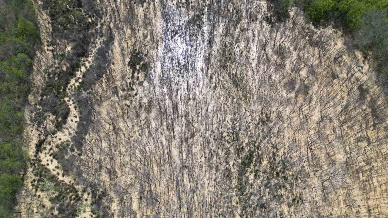 Çatalca’da ormana dökülen atık sular ağaçları kuruttu
