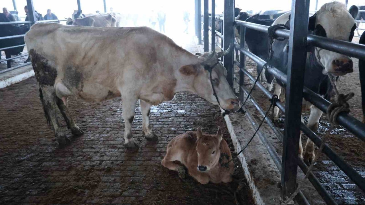 Aydın’da şap karantinası, hayvan pazarı kapatıldı