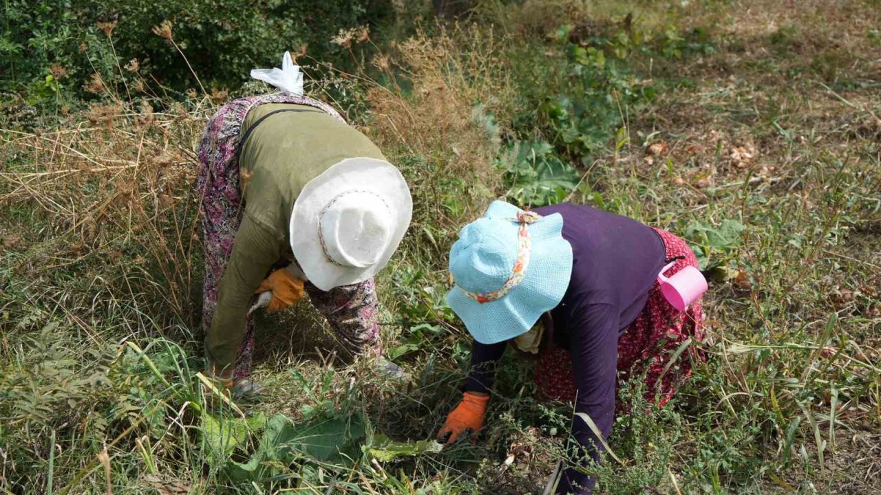Erzincan’da patatesin toprakla buluşma yolculuğu başladı