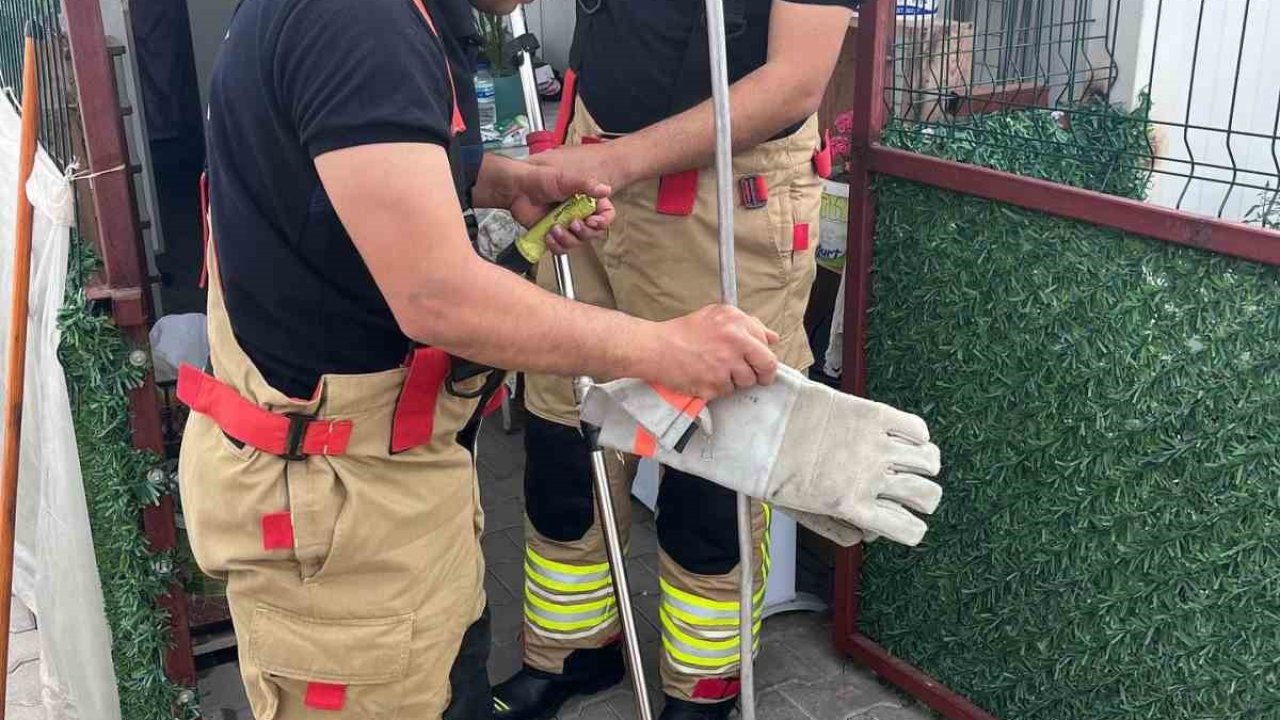 Konteynere giren yılanı itfaiye yakaladı