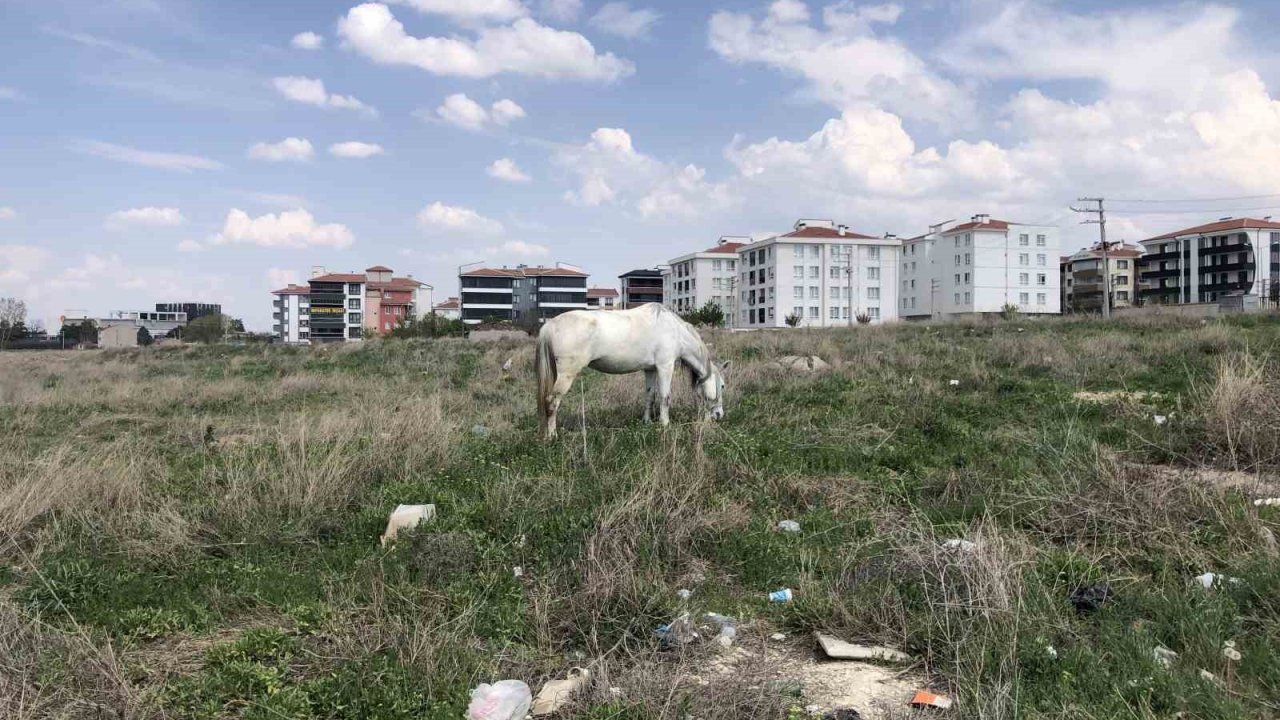 Eskişehir’de başıboş atlar