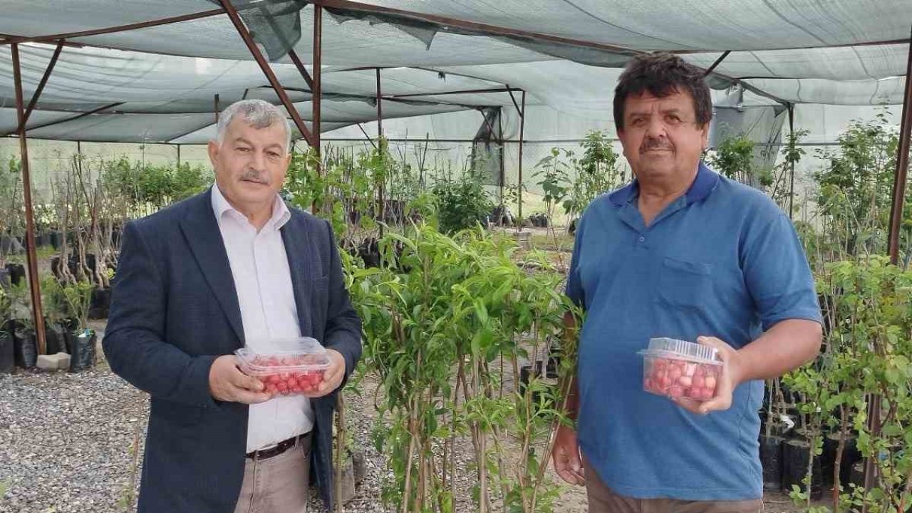 Gazipaşa’da sezonun ilk kiraz hasadı yapıldı