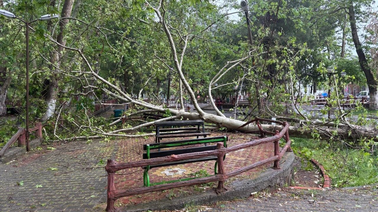 Şiddetli yağmur ve fırtına tarihi çınar ağacını gövdesinden kırdı
