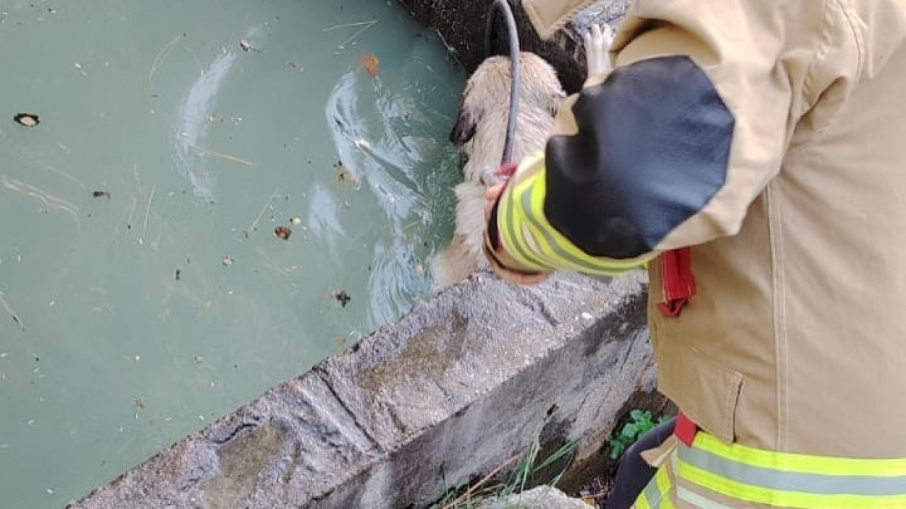 Sulama kanalına düşen köpeği itfaiye kurtardı