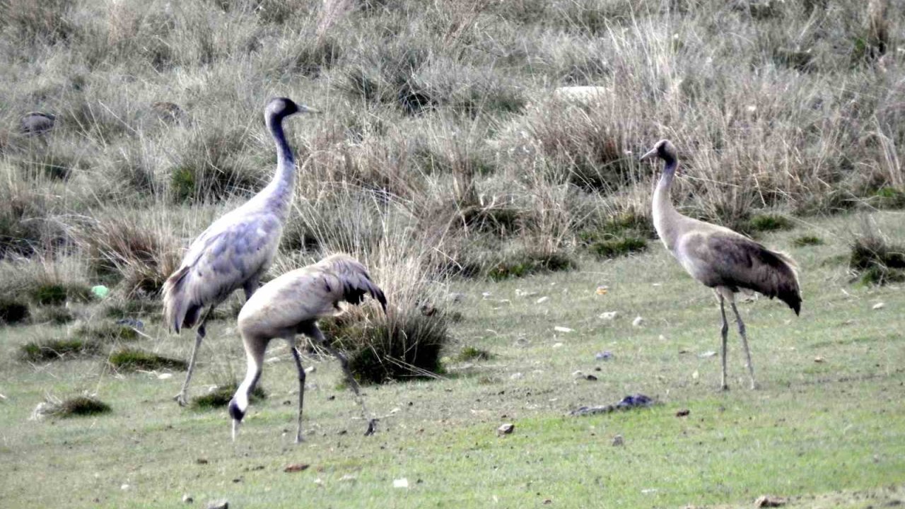 Ekşisu Sazlığında turnalar görüntülendi