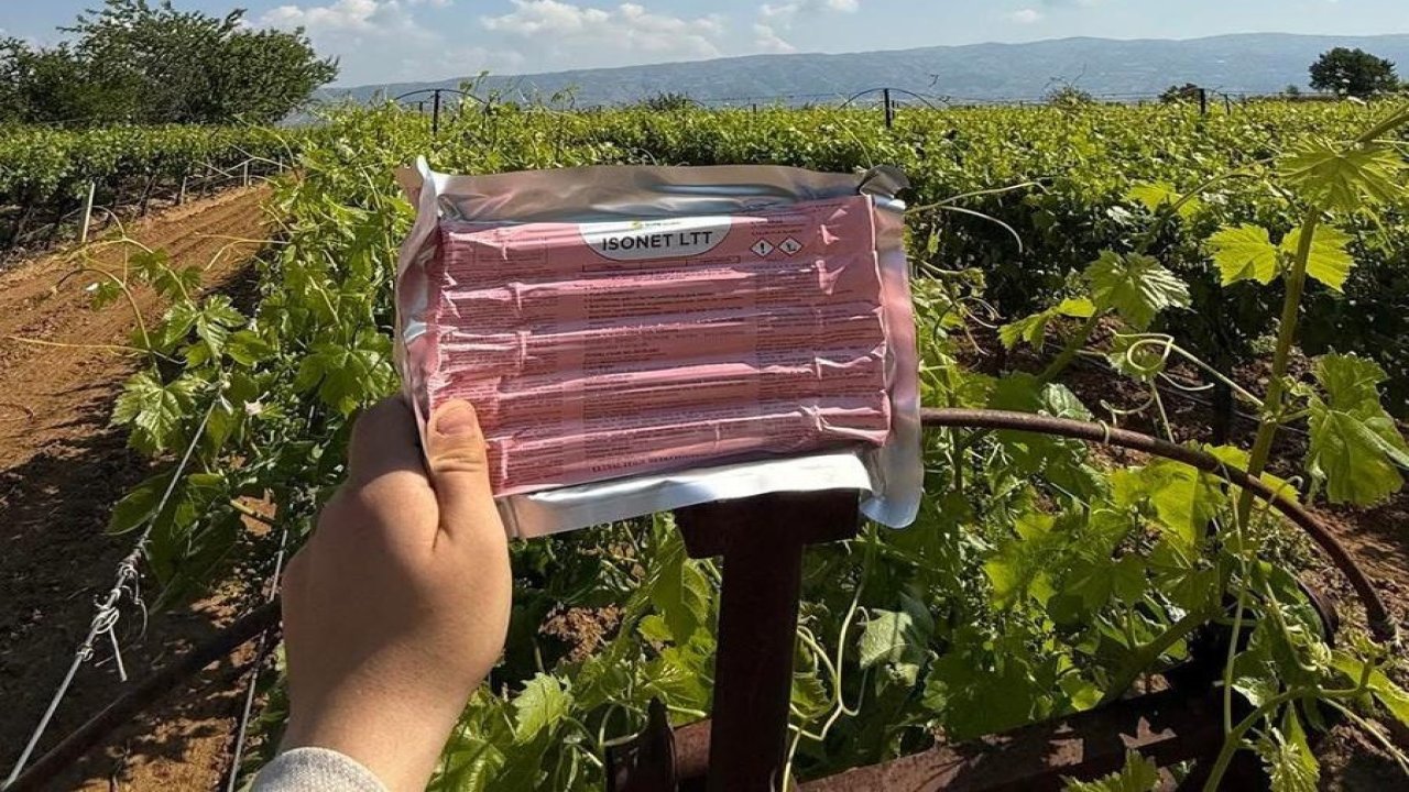 Sarıgöl’de bağlarda Japon tuzağı ile koruma başladı