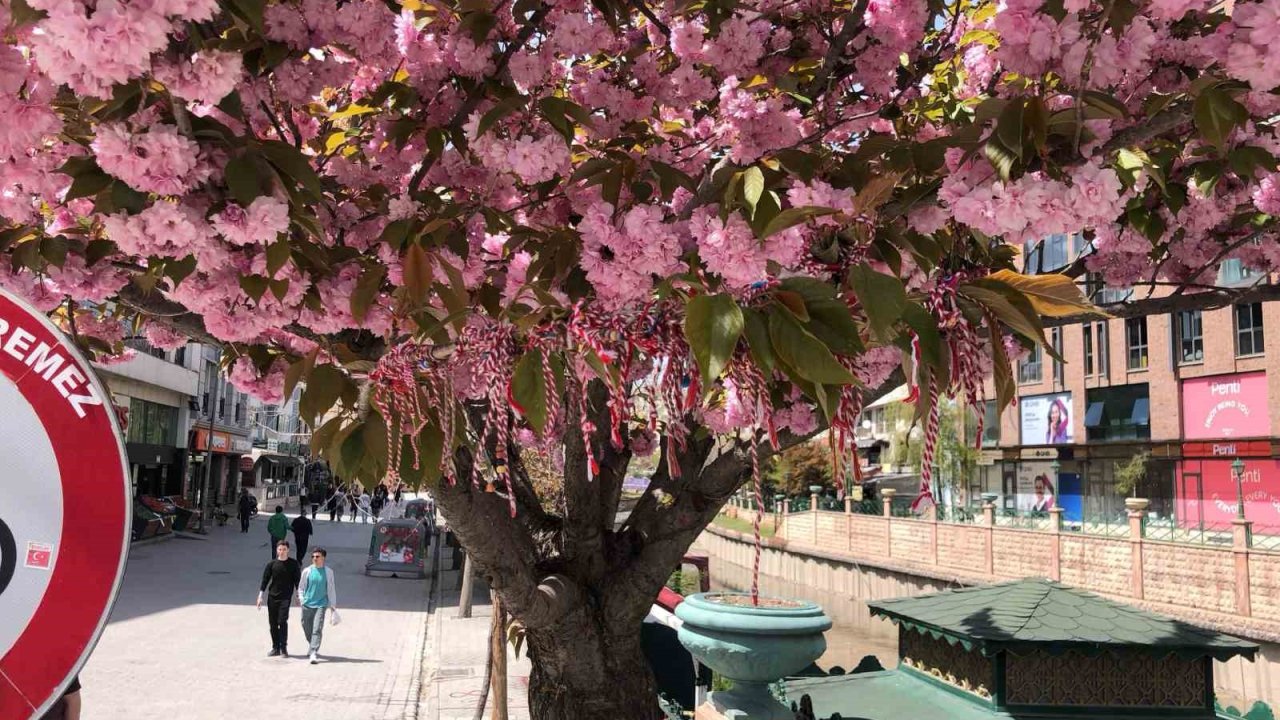 Süs erik ağacına ’Martenitsa’ bağlandı