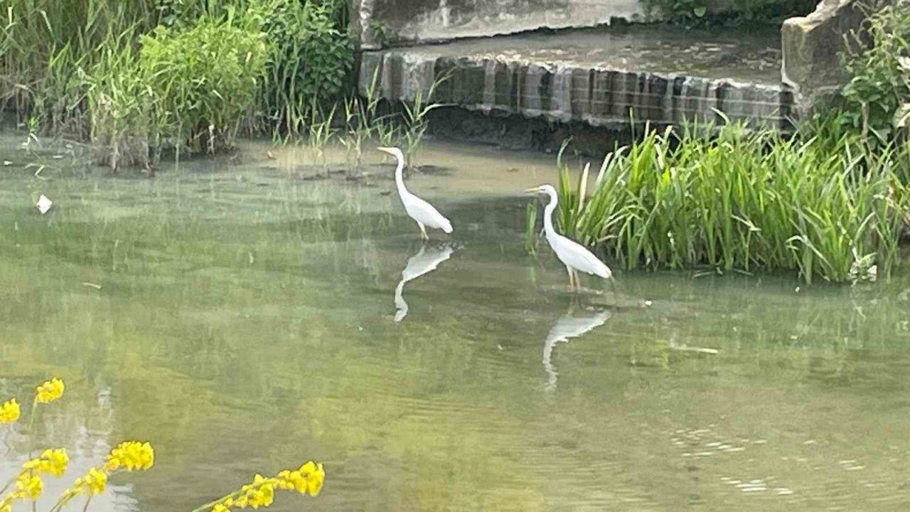 Nilüfer Çayı’nın yolunu şaşıran "ak" misafirleri