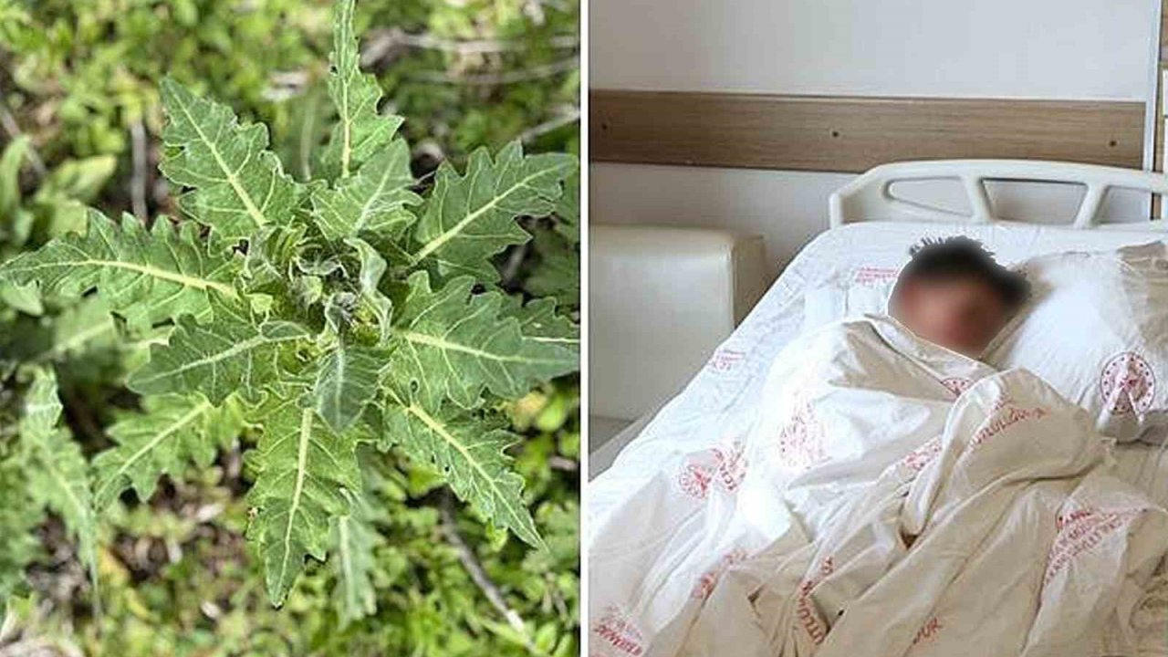 Deli bat bat otu, yanlış tüketildiğinde ciddi zehirlenmelere yol açabiliyor