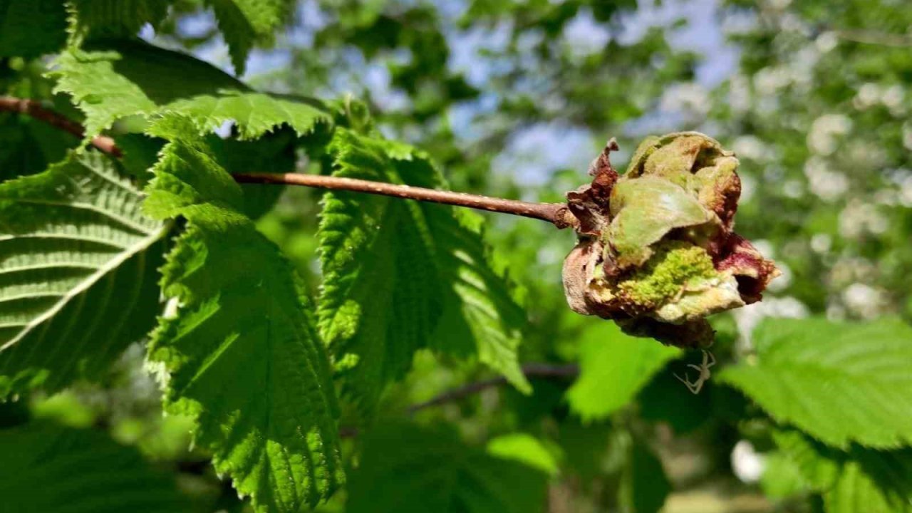 Sağlam: "Fındıkta kozalak akarı ile mücadele çok önemli"