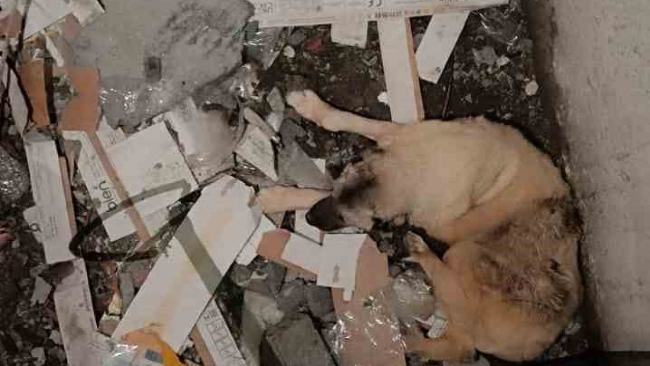 Mardin’de asansör boşluğuna düşen köpek kurtarıldı