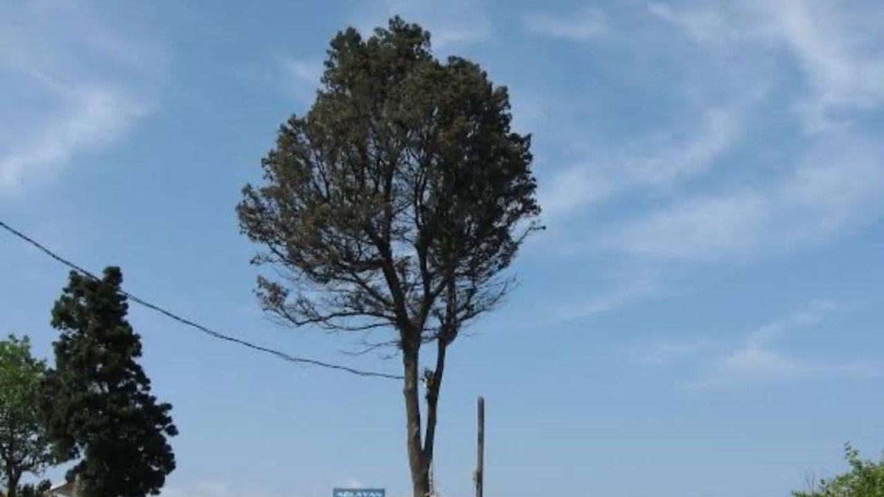 Çeşmi cihan Amasra’nın ağlayan ağacı kesildi