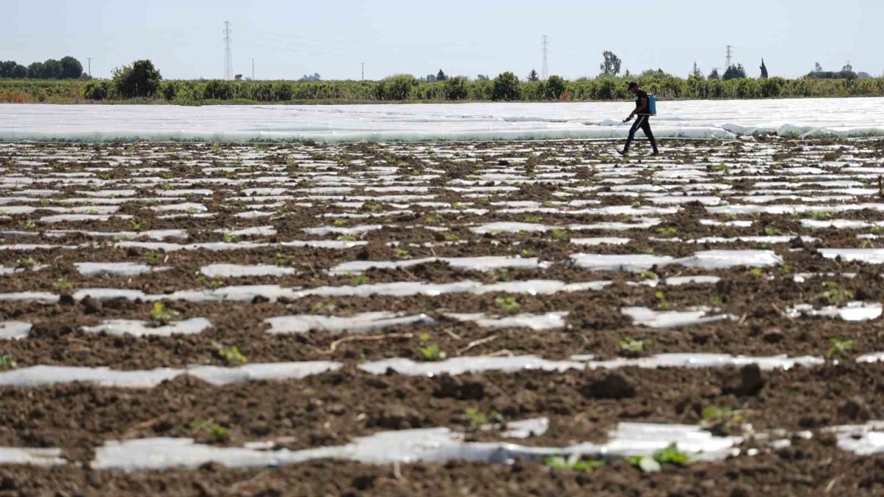 Karpuz üretiminin lideri Adana’da çiftçiler 10 lira fiyat bekliyor