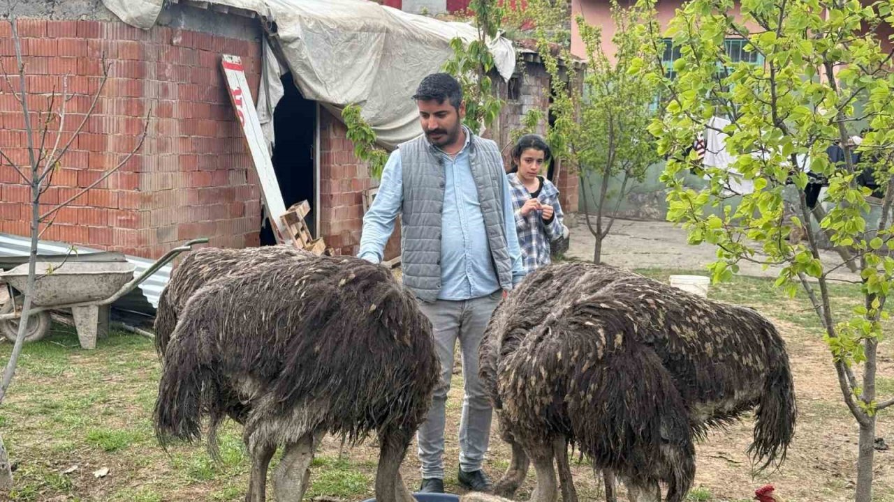 Deve kuşları Tuzluca’nın yeni maskotları oldu