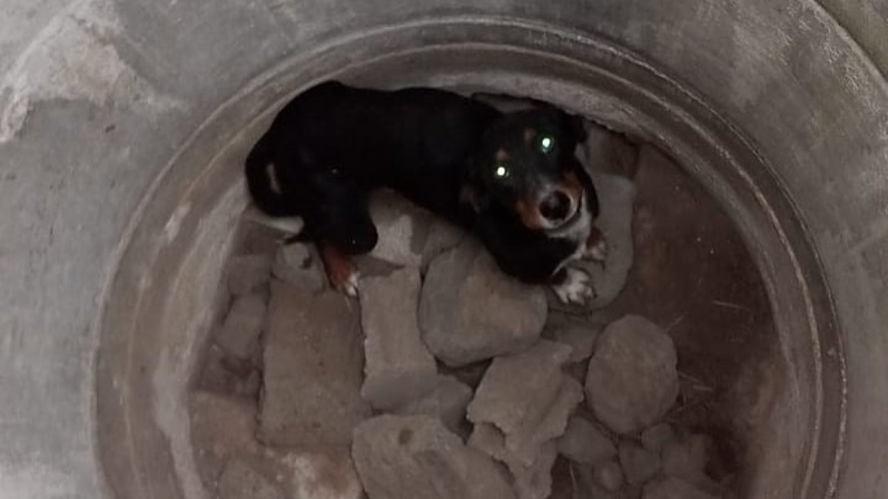 Erzin’de kuyuya düşen köpeği itfaiye kurtardı