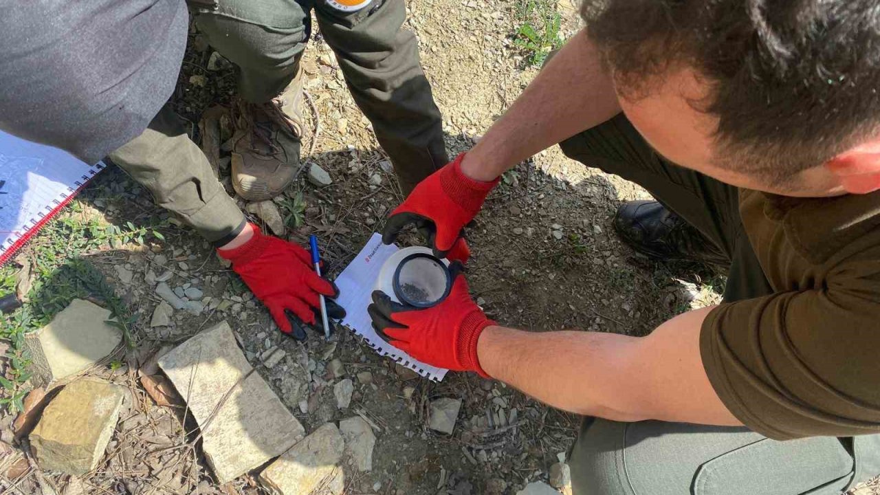 Karaçam ormanlarında çam kabuk böceği ile mücadele