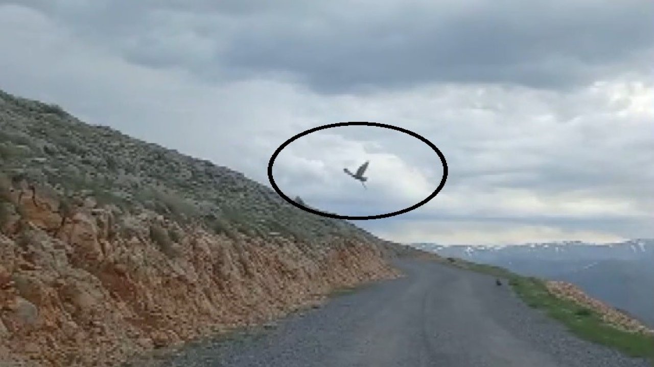 Kartalın yılan avı cep telefonu kamerasına yansıdı