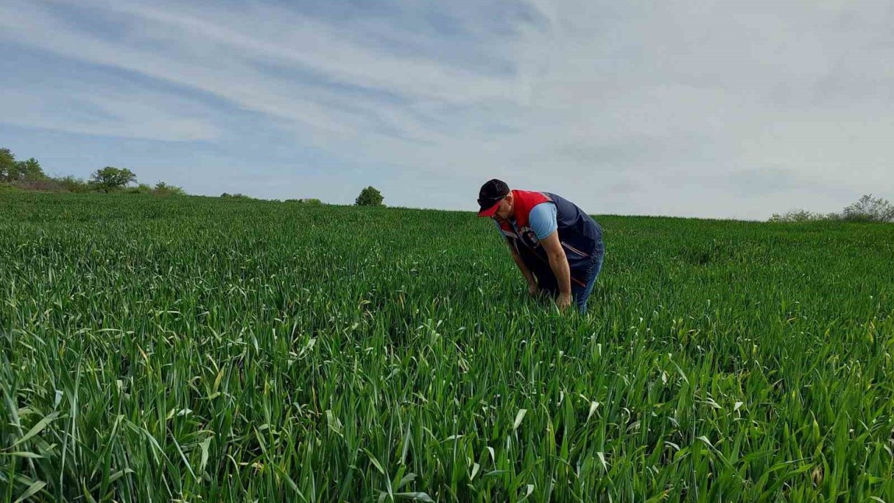 Keşan’da süne sürvey çalışmaları devam ediyor