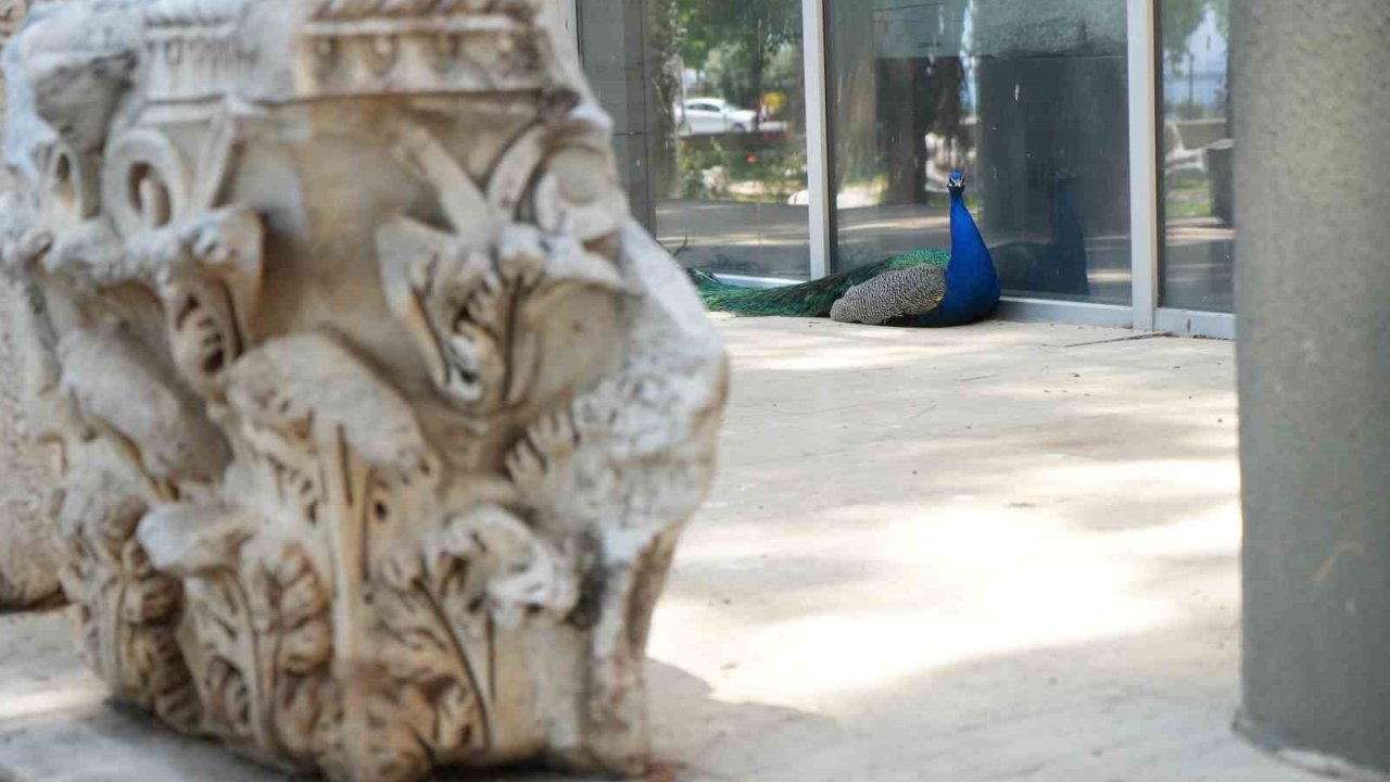 Antalya Arkeoloji Müzesi’nin renkli nöbetçileri tavus kuşları