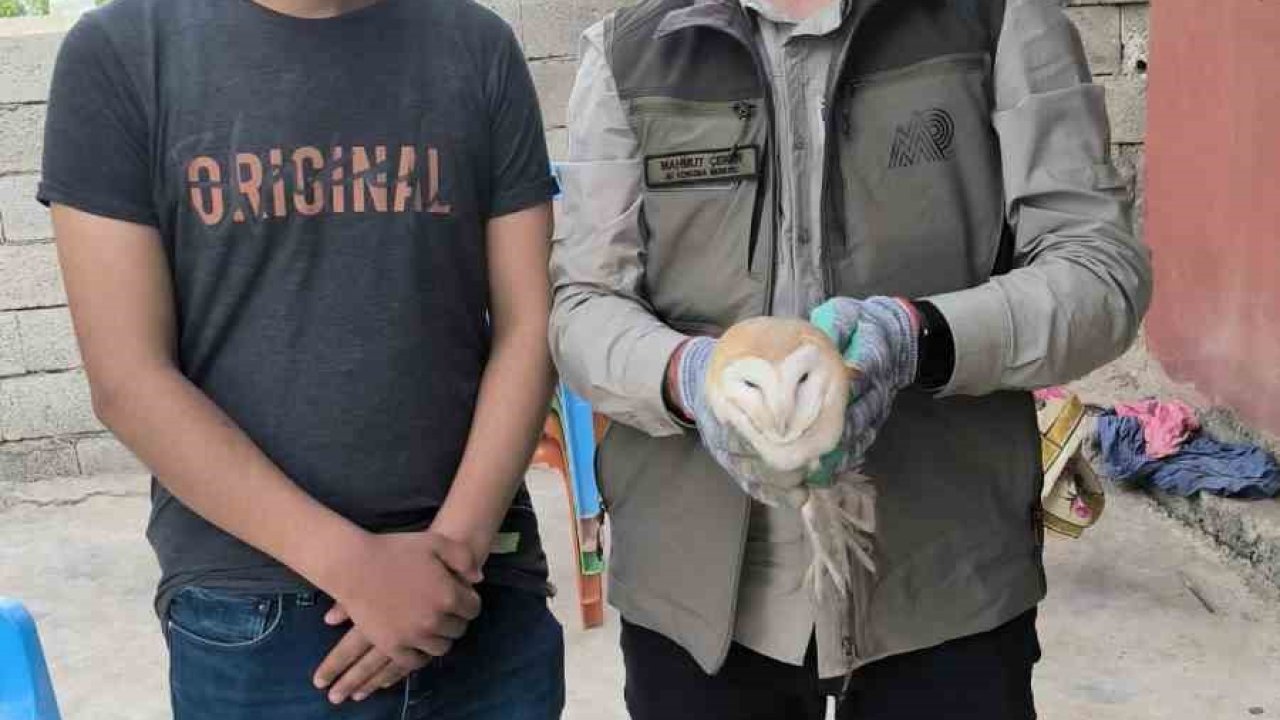 Şırnak’ta yaralı bulunan yaban hayvanları DKMP ekiplerine teslim edildi