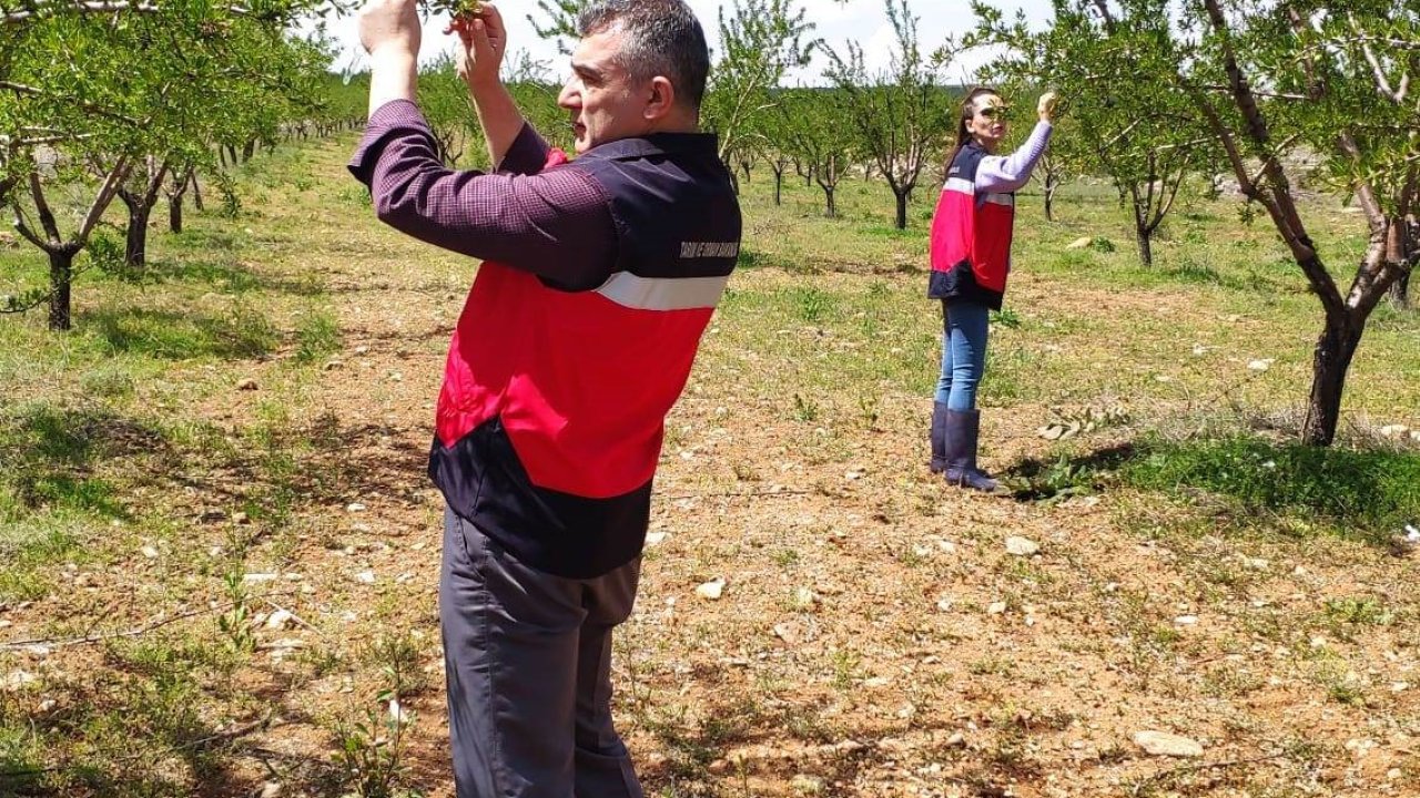 Altıntaş’ta zirai don kontrolleri