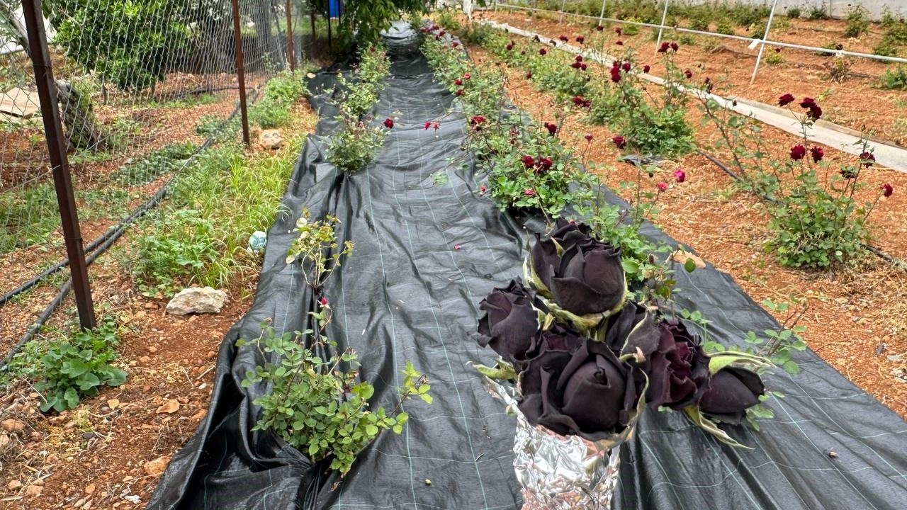 Halfeti’de karagül hasadı başladı