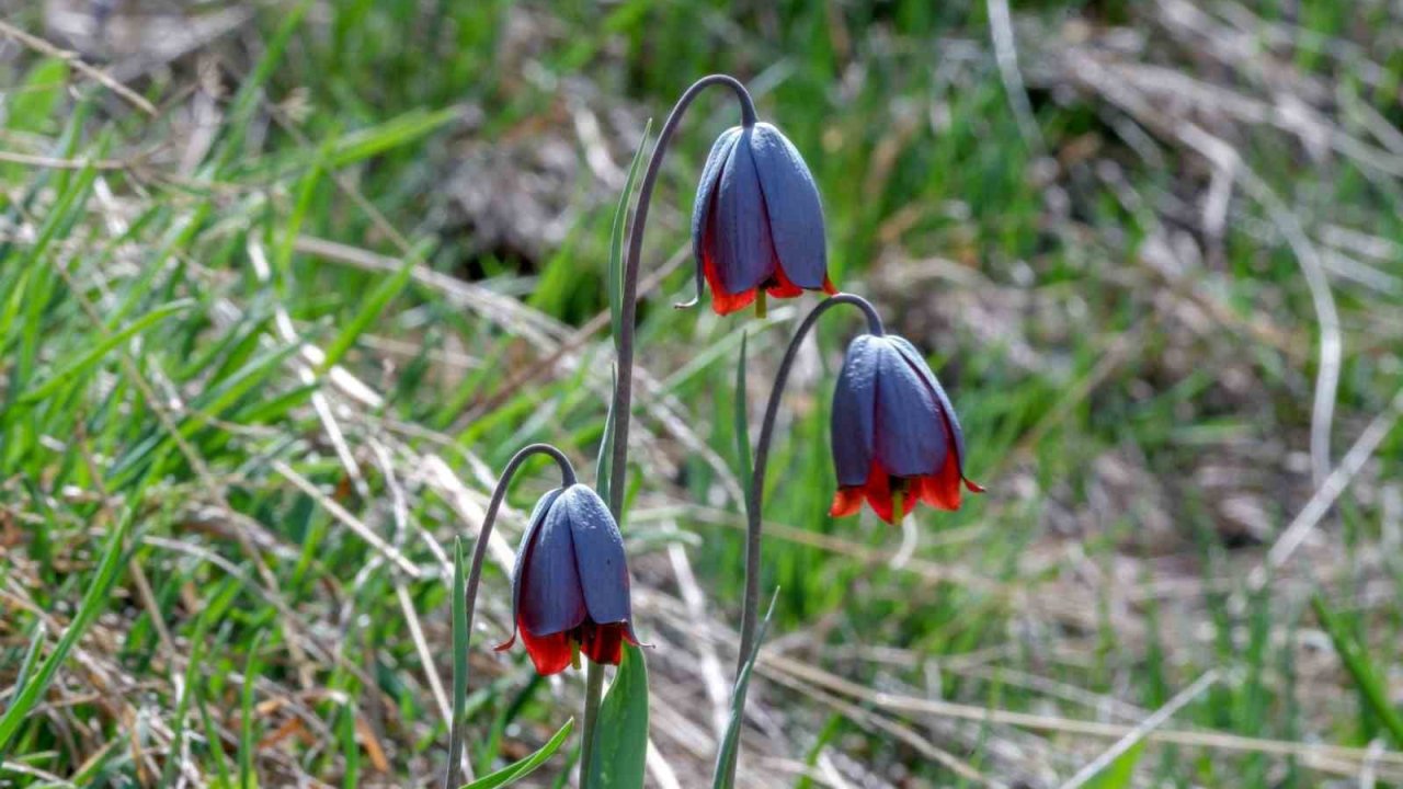 Karayazı’da "Ters Lale" buluşması